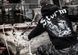 Dobermans Aggressive Худи Dobermans Aggressive Storm BK151BK (XXL) 1887798173 фото 3
